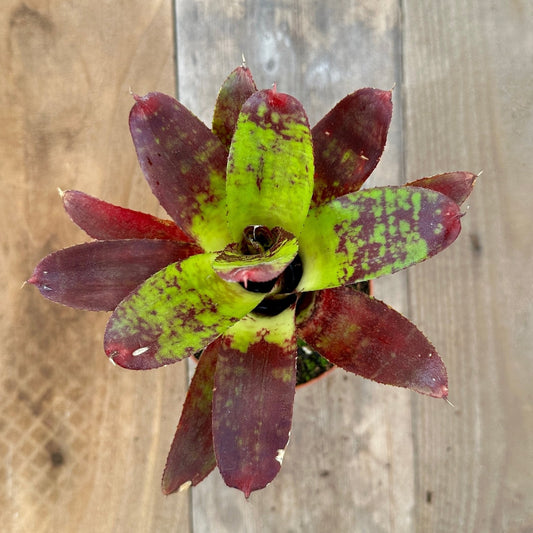 Mini Neoregelia 'Moon Tiger' (?N. punctatissima x N. 'Small World') - Rainforest Flora