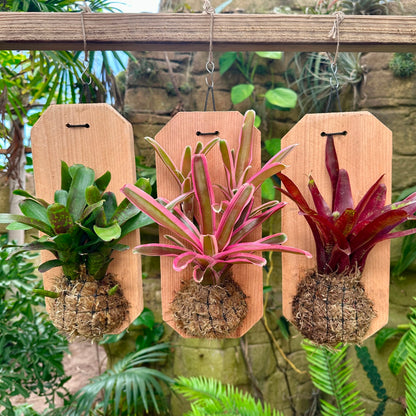 Mini Neoregelia Mounted on Cedar - Rainforest Flora