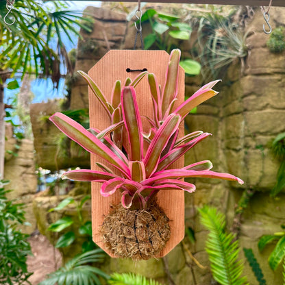 Mini Neoregelia Mounted on Cedar - Rainforest Flora