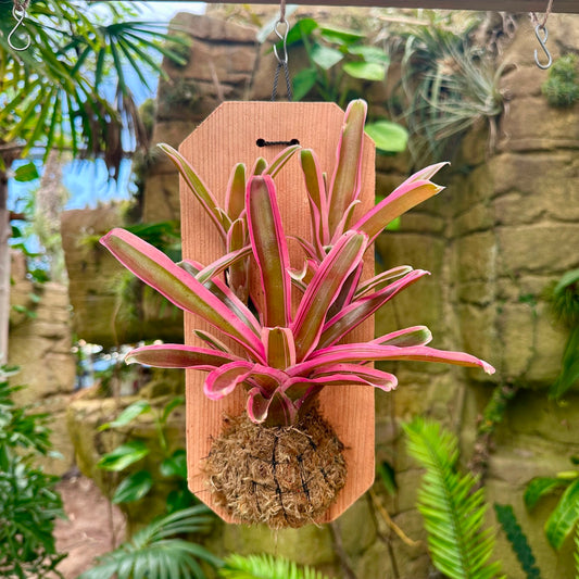 Mini Neoregelia Mounted on Cedar - Rainforest Flora