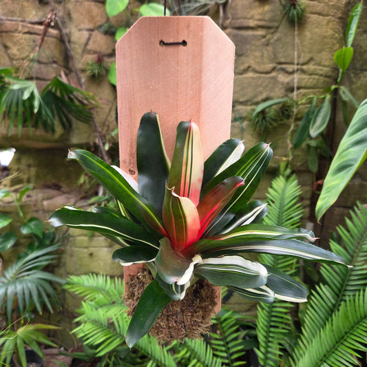 Mini Neoregelia Mounted on Cedar - Rainforest Flora
