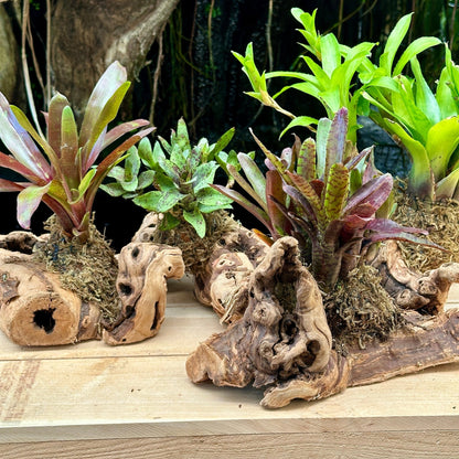 Mini Neoregelia Mounted on Grapewood - Rainforest Flora