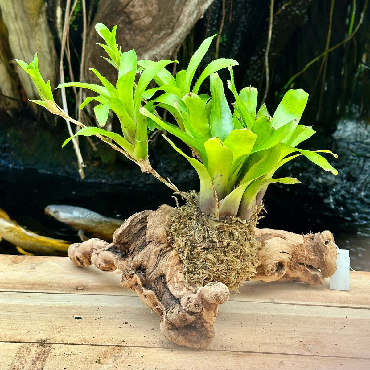 Mini Neoregelia Mounted on Grapewood - Rainforest Flora