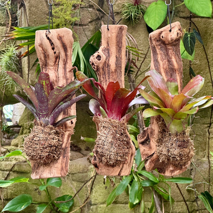 Mini Neoregelia Mounted on Grapewood - Rainforest Flora