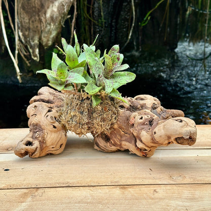 Mini Neoregelia Mounted on Grapewood - Rainforest Flora