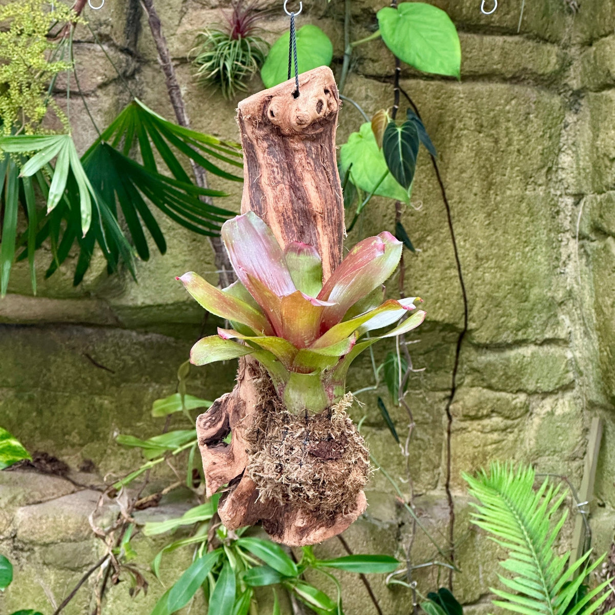 Mini Neoregelia Mounted on Grapewood - Rainforest Flora