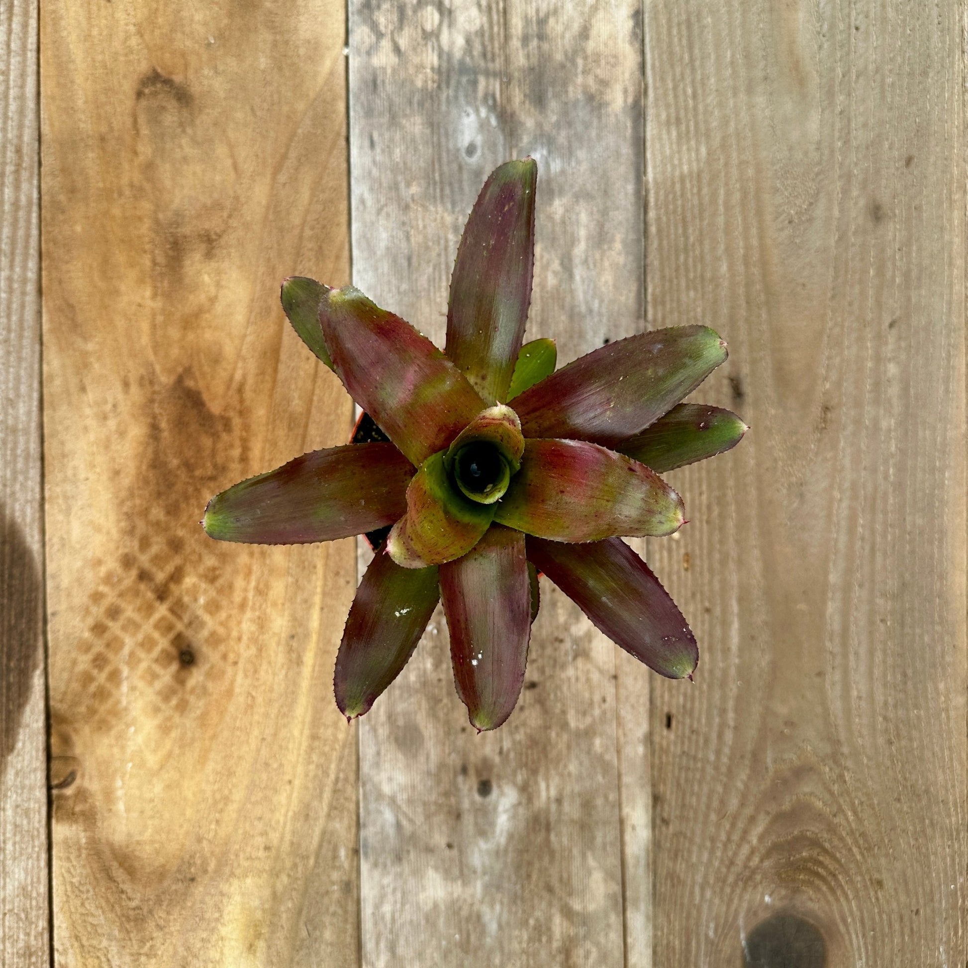 Mini Neoregelia 'Rosy Cheeks' (N. 'Flirtation' x N. 'Fire Wheel') - Rainforest Flora