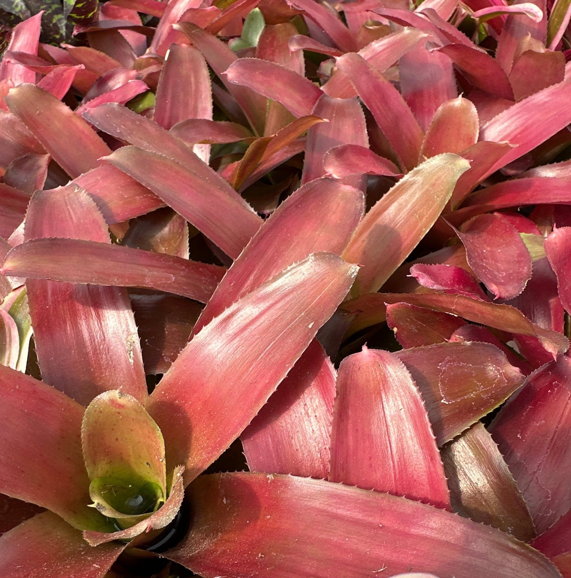 Mini Neoregelia 'Rosy Cheeks' (N. 'Flirtation' x N. 'Fire Wheel') - Rainforest Flora