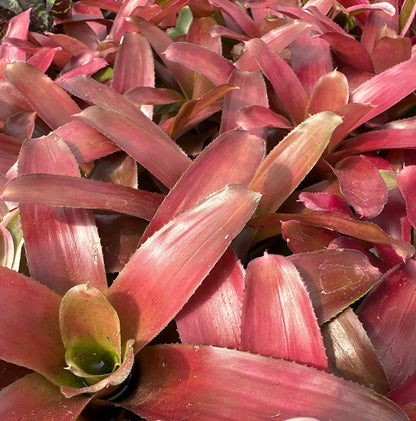Mini Neoregelia 'Rosy Cheeks' (N. 'Flirtation' x N. 'Fire Wheel') - Rainforest Flora