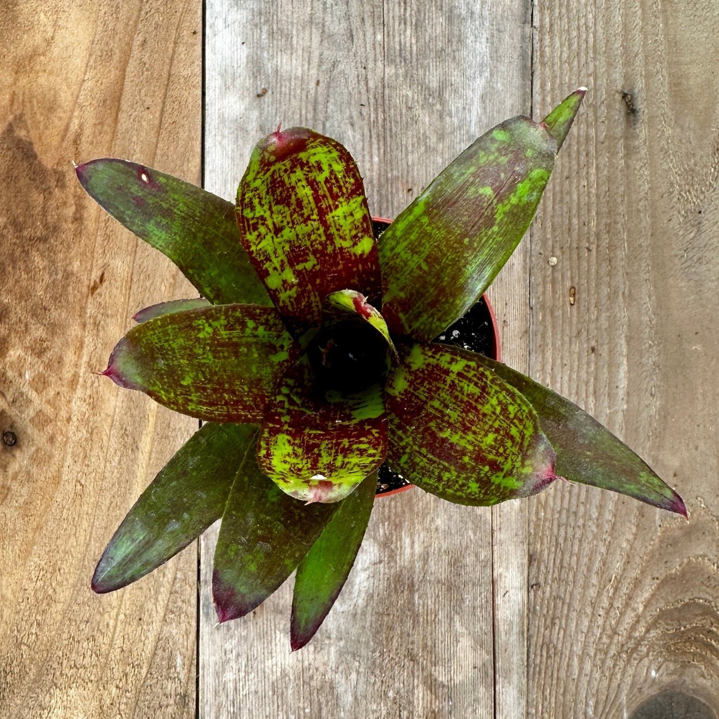 Mini Neoregelia 'Sarah Head' (N. 'Avalon' X concentrica x 'Avalon' X concentrica) - Rainforest Flora
