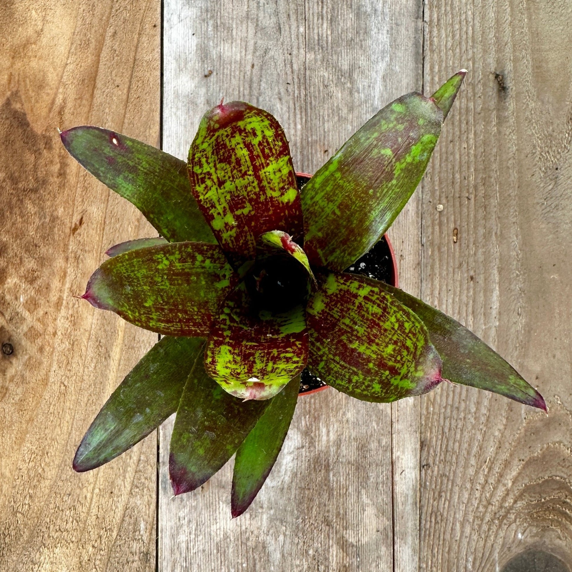 Mini Neoregelia 'Sarah Head' (N. 'Avalon' X concentrica x 'Avalon' X concentrica) - Rainforest Flora
