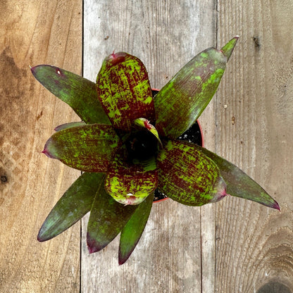 Mini Neoregelia 'Sarah Head' (N. 'Avalon' X concentrica x 'Avalon' X concentrica) - Rainforest Flora