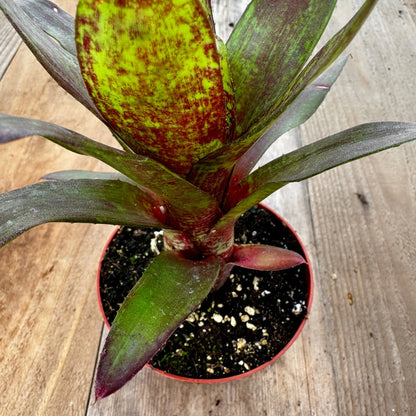 Mini Neoregelia 'Sarah Head' (N. 'Avalon' X concentrica x 'Avalon' X concentrica) - Rainforest Flora