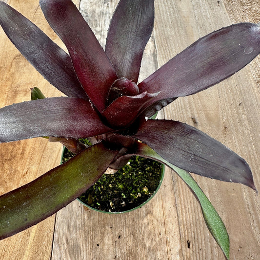 Mini Neoregelia 'Spooky' (N. lilliputiana x N. 'Midnight') - Rainforest Flora