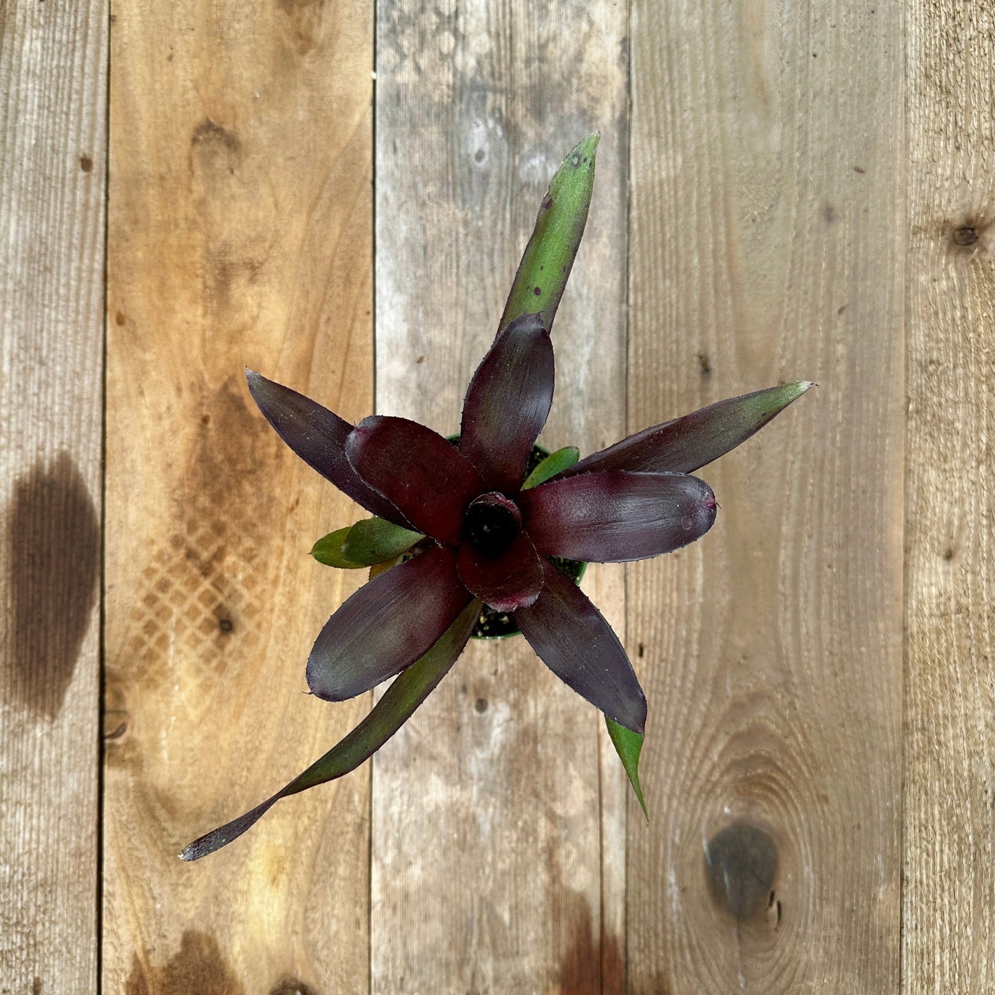 Mini Neoregelia 'Spooky' (N. lilliputiana x N. 'Midnight') - Rainforest Flora