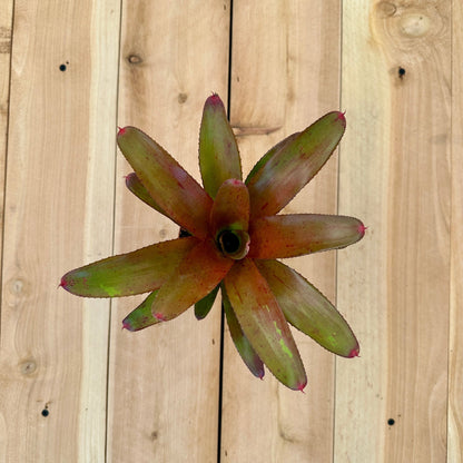 Mini Neoregelia ‘Strawberry Roan’ x Neoregelia ‘696’ - Rainforest Flora