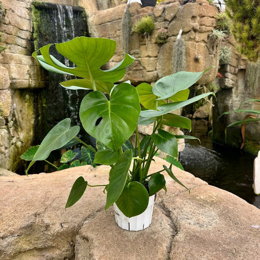 Monstera deliciosa - Rainforest Flora