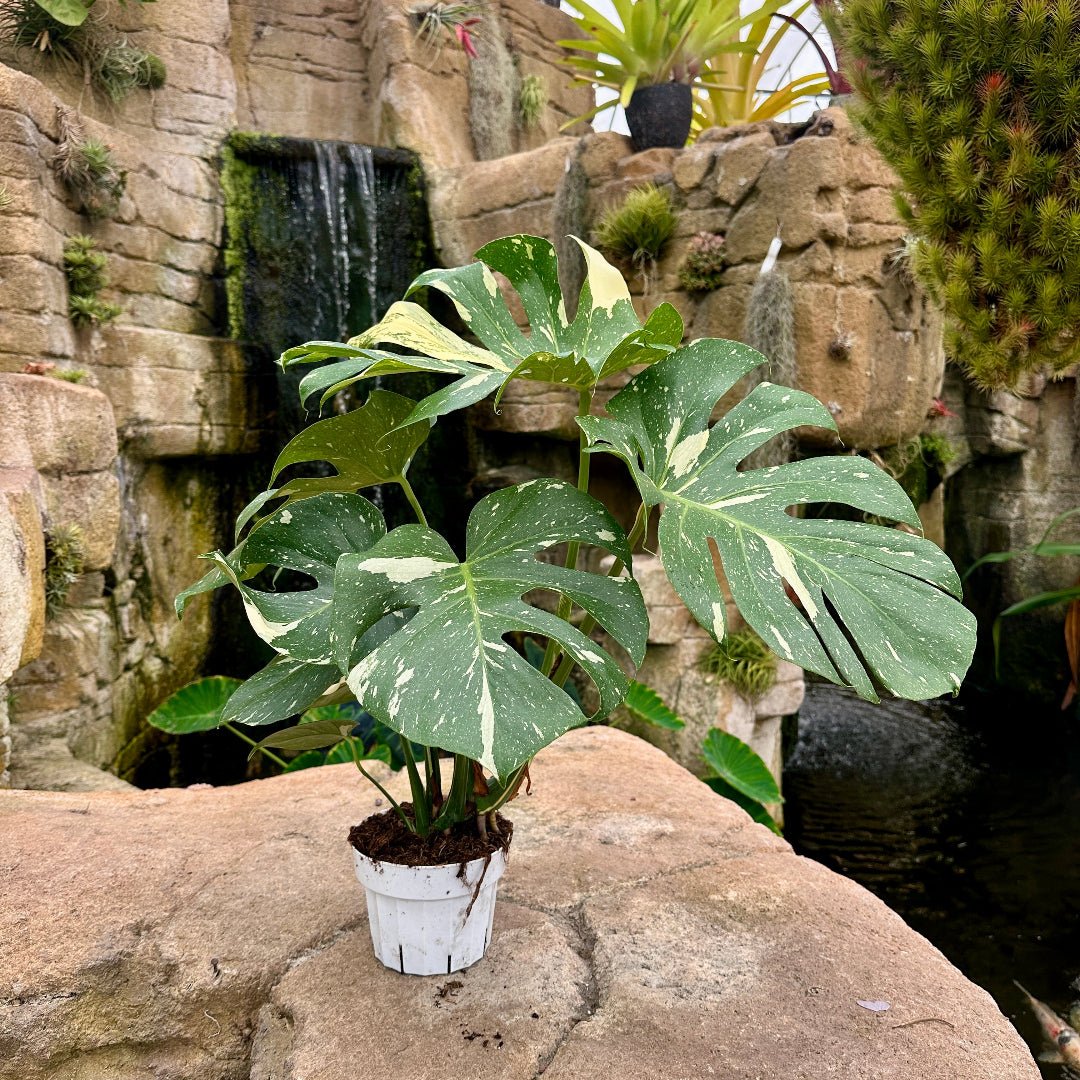 Monstera deliciosa ‘Thai Constellation’ - Rainforest Flora