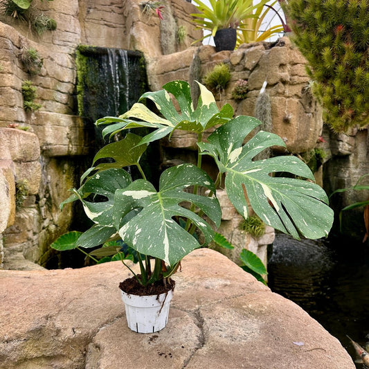Monstera deliciosa ‘Thai Constellation’ - Rainforest Flora