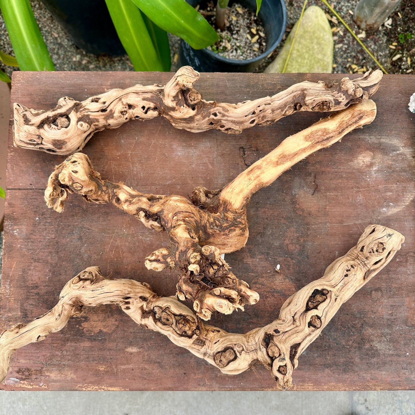 Natural California Grapewood - Multiple Sizes - Rainforest Flora
