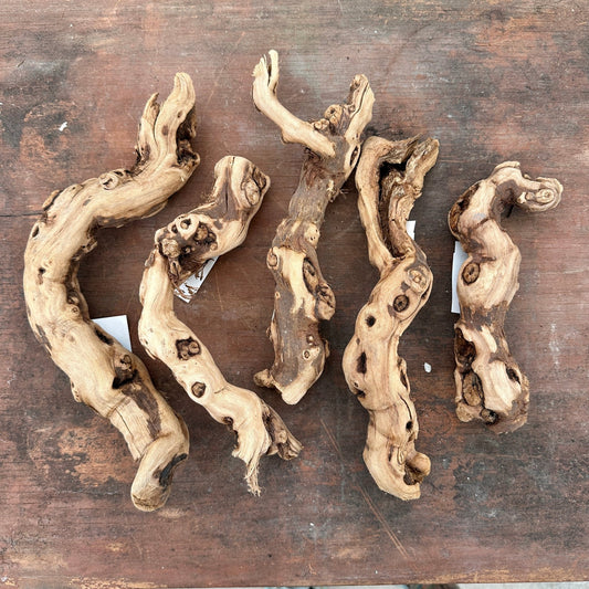 Natural California Grapewood - Multiple Sizes - Rainforest Flora