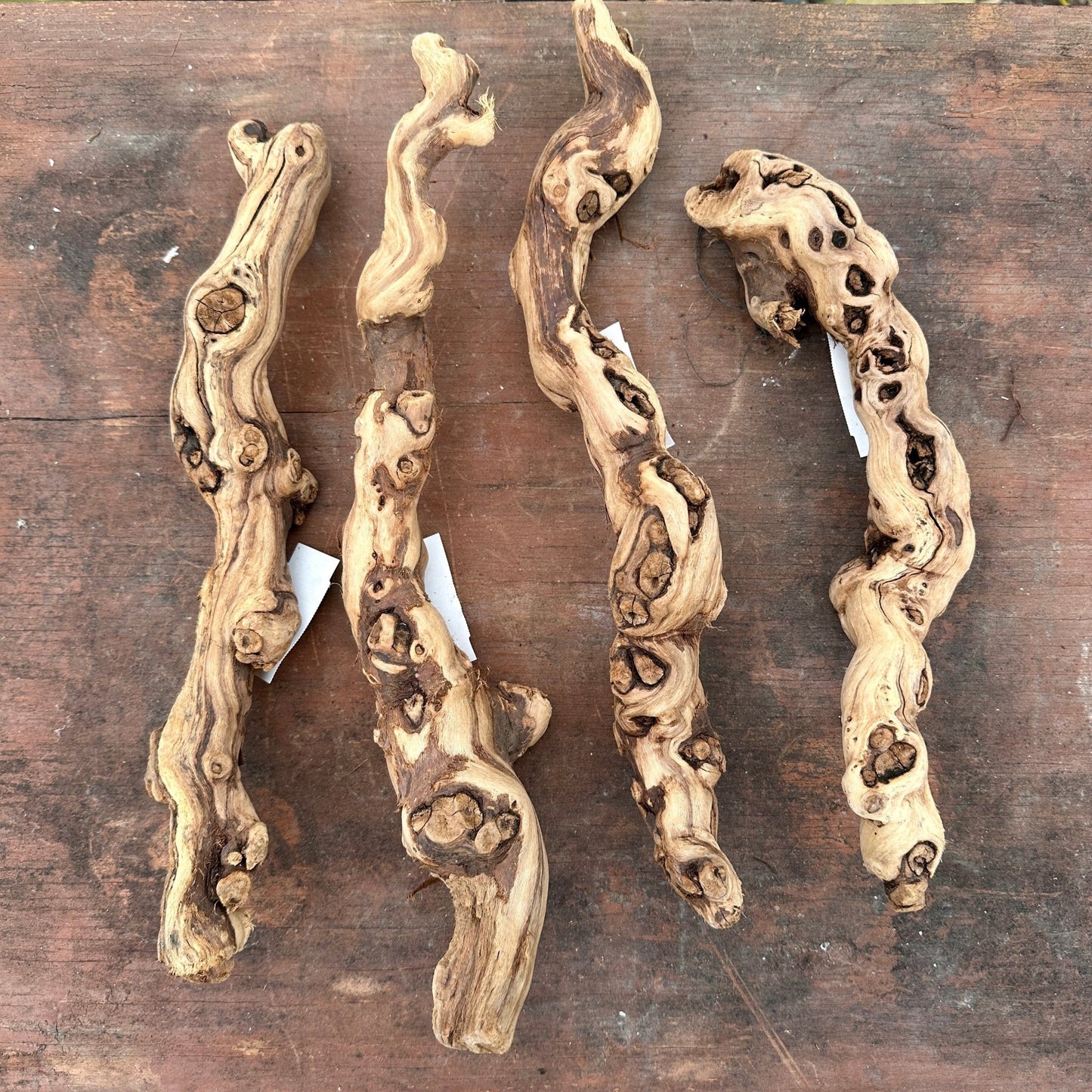 Natural California Grapewood - Multiple Sizes - Rainforest Flora