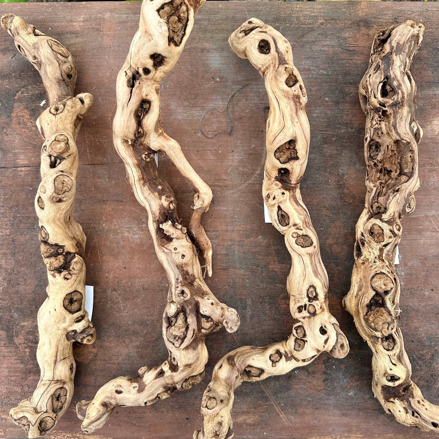 Natural California Grapewood - Multiple Sizes - Rainforest Flora
