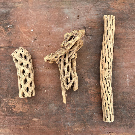 Natural Cholla Wood - Multiple Sizes - Rainforest Flora