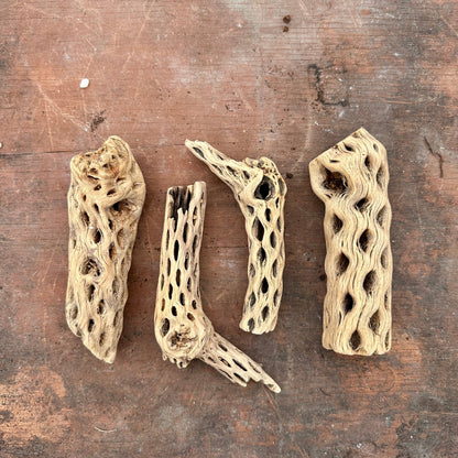 Natural Cholla Wood - Multiple Sizes - Rainforest Flora
