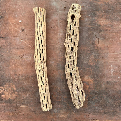 Natural Cholla Wood - Multiple Sizes - Rainforest Flora