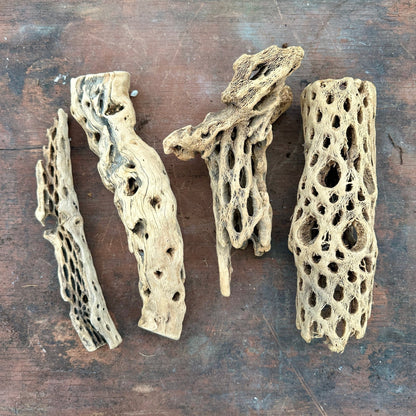 Natural Cholla Wood - Multiple Sizes - Rainforest Flora