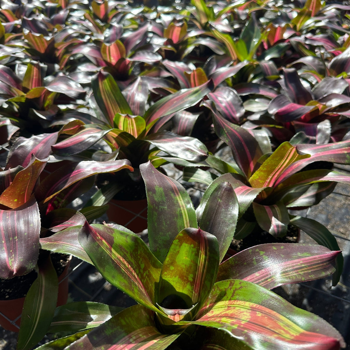 Neoregelia 'Broken Heart' - Rainforest Flora