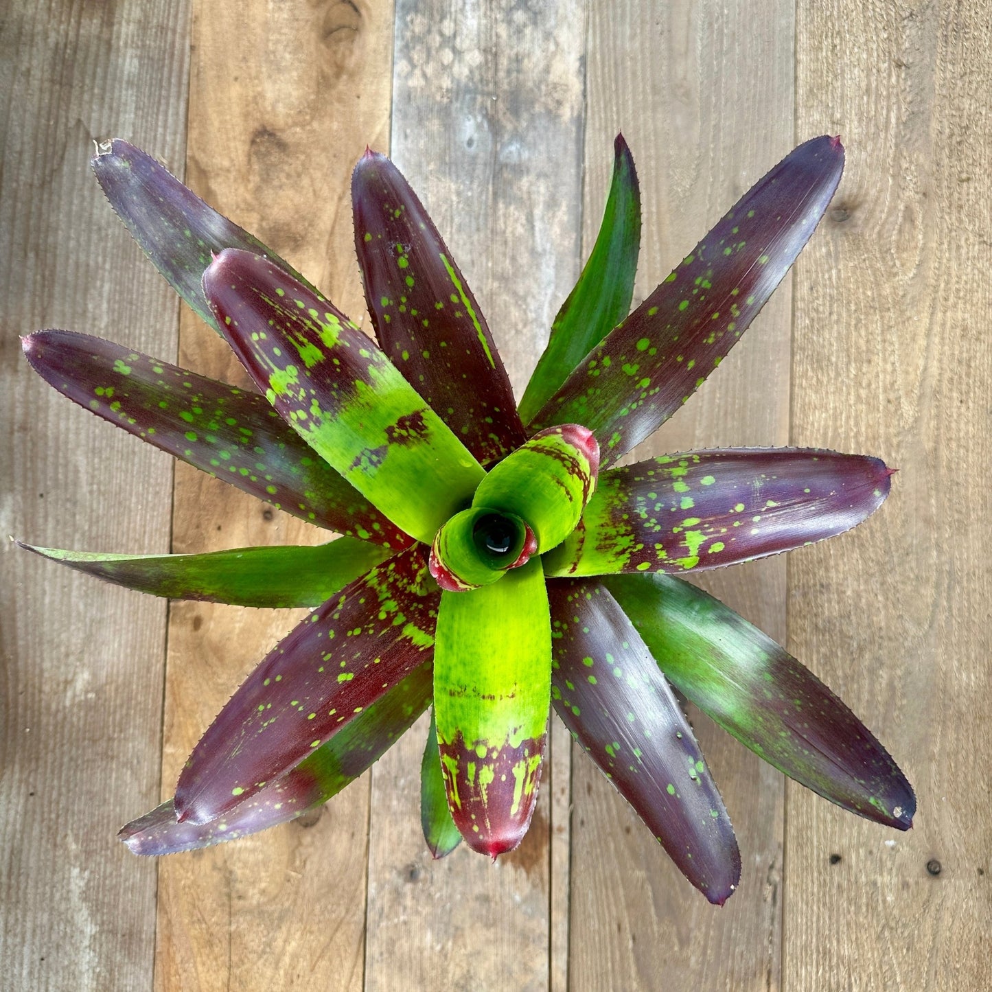 Neoregelia 'Calypso' - Rainforest Flora