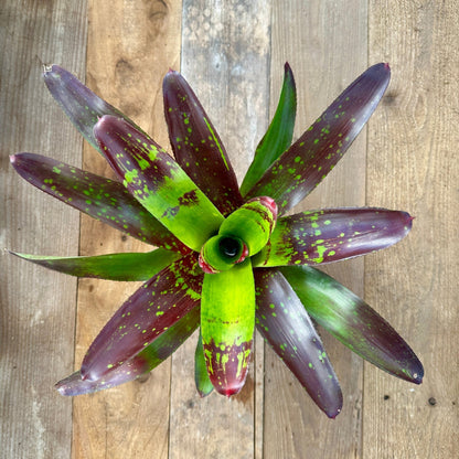 Neoregelia 'Calypso' - Rainforest Flora