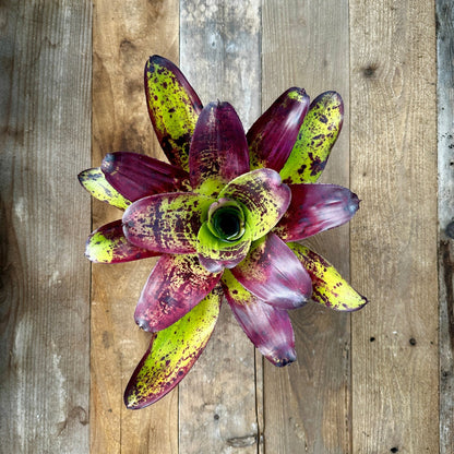 Neoregelia concentrica - Rainforest Flora