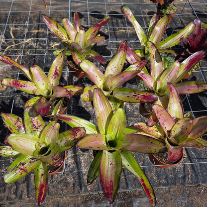 Neoregelia concentrica - Rainforest Flora