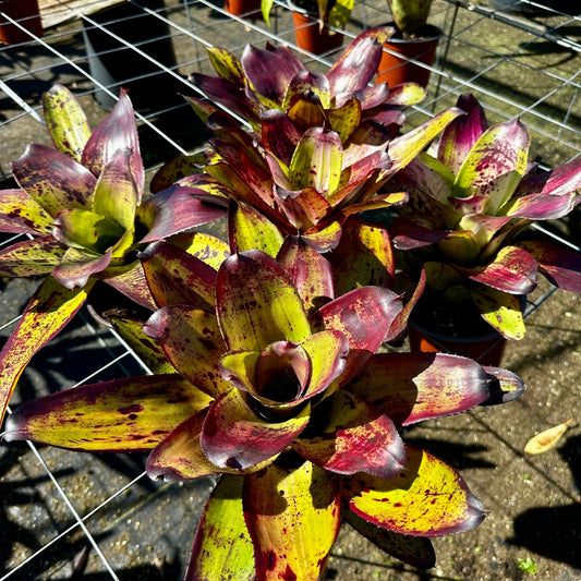 Neoregelia concentrica - Rainforest Flora