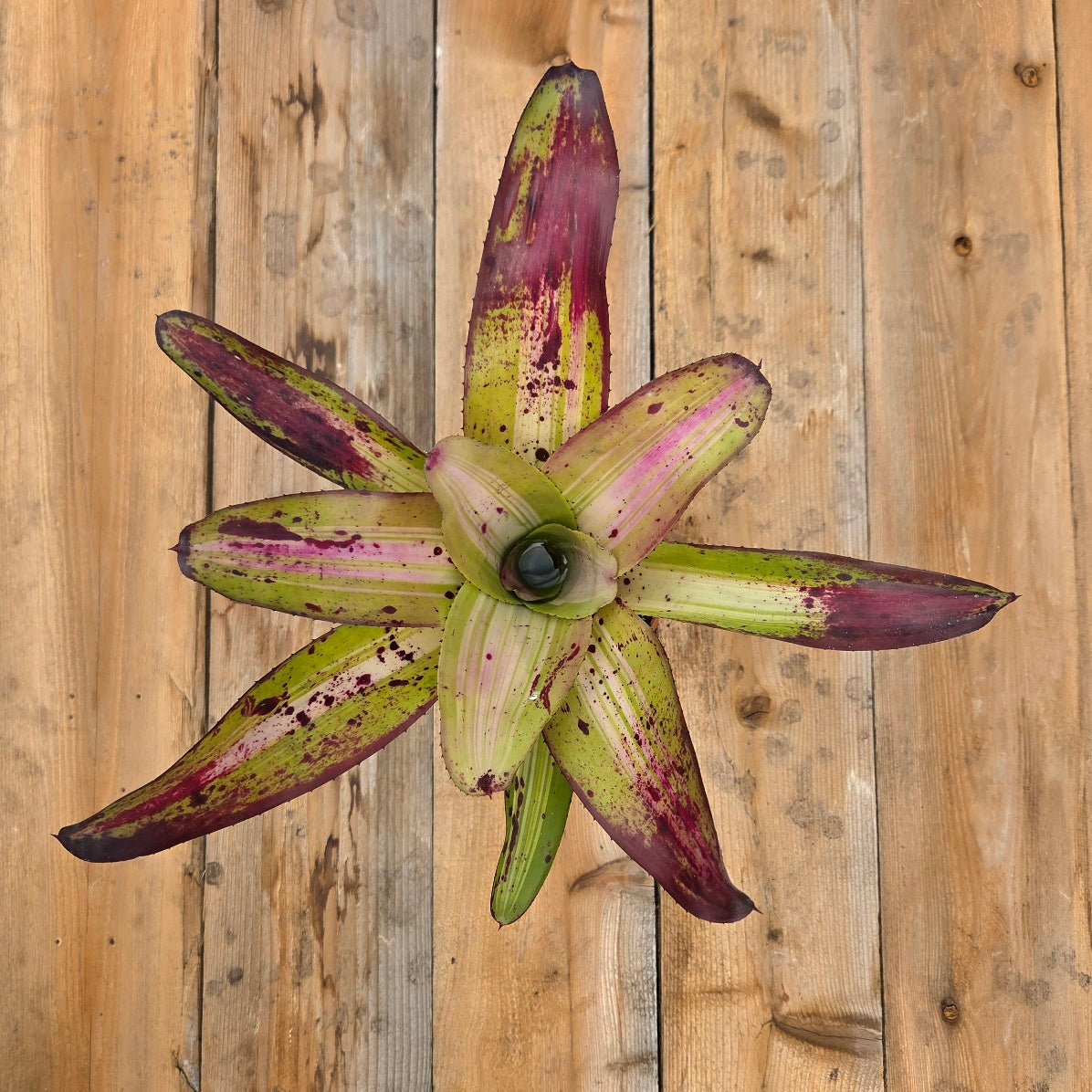 Neoregelia concentrica - Rainforest Flora