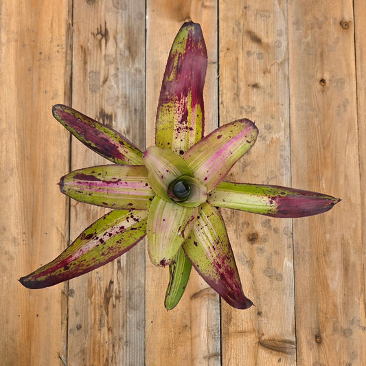 Neoregelia concentrica - Rainforest Flora
