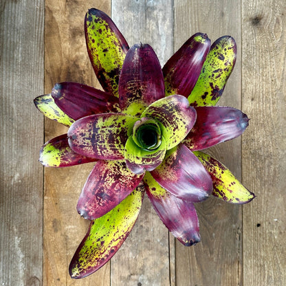 Neoregelia concentrica - Rainforest Flora