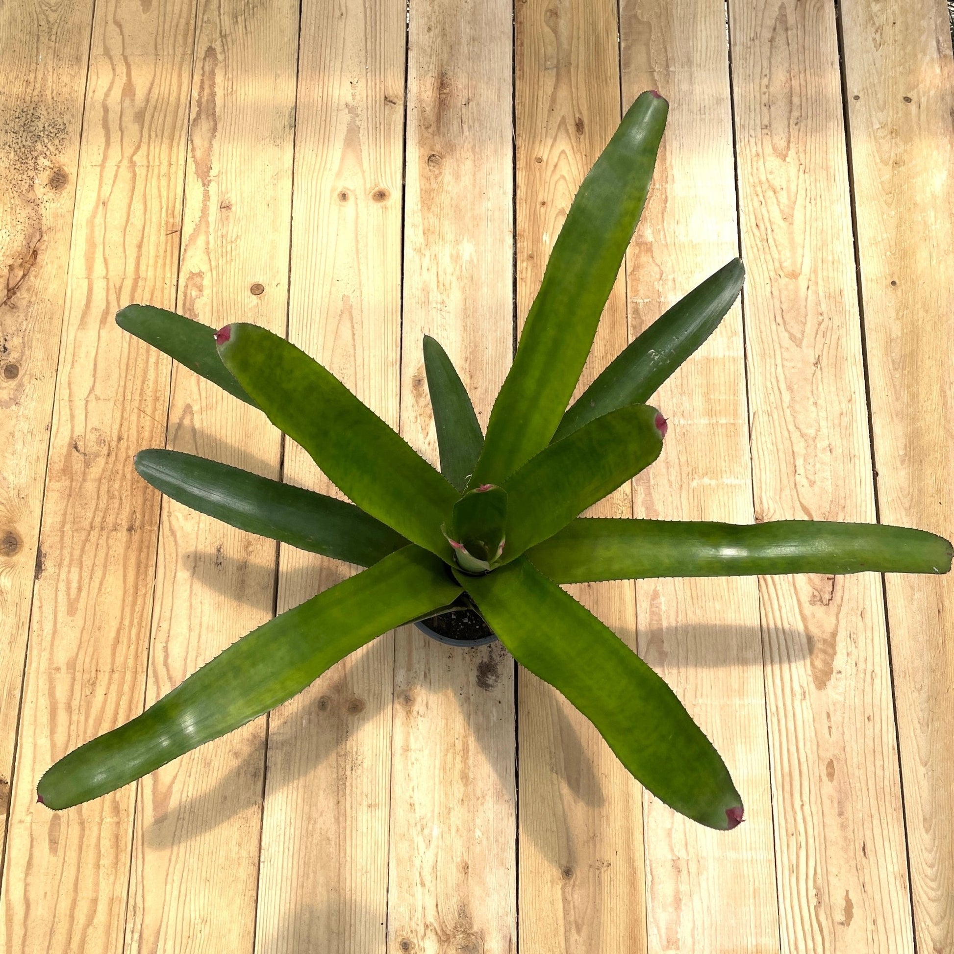 Neoregelia cruenta - Rainforest Flora