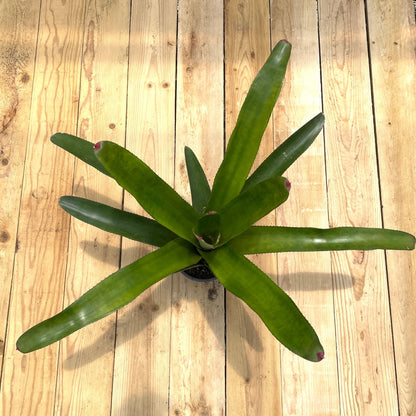 Neoregelia cruenta - Rainforest Flora
