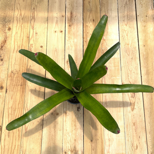 Neoregelia cruenta - Rainforest Flora