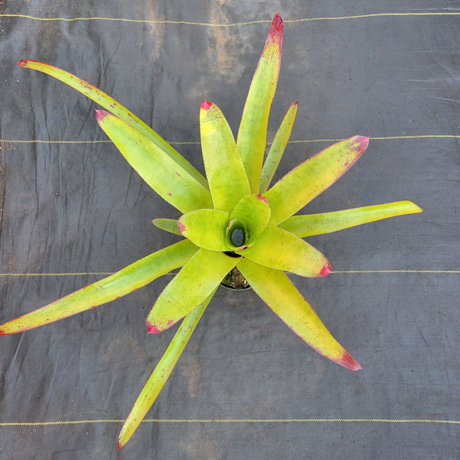 Neoregelia cruenta - Rainforest Flora