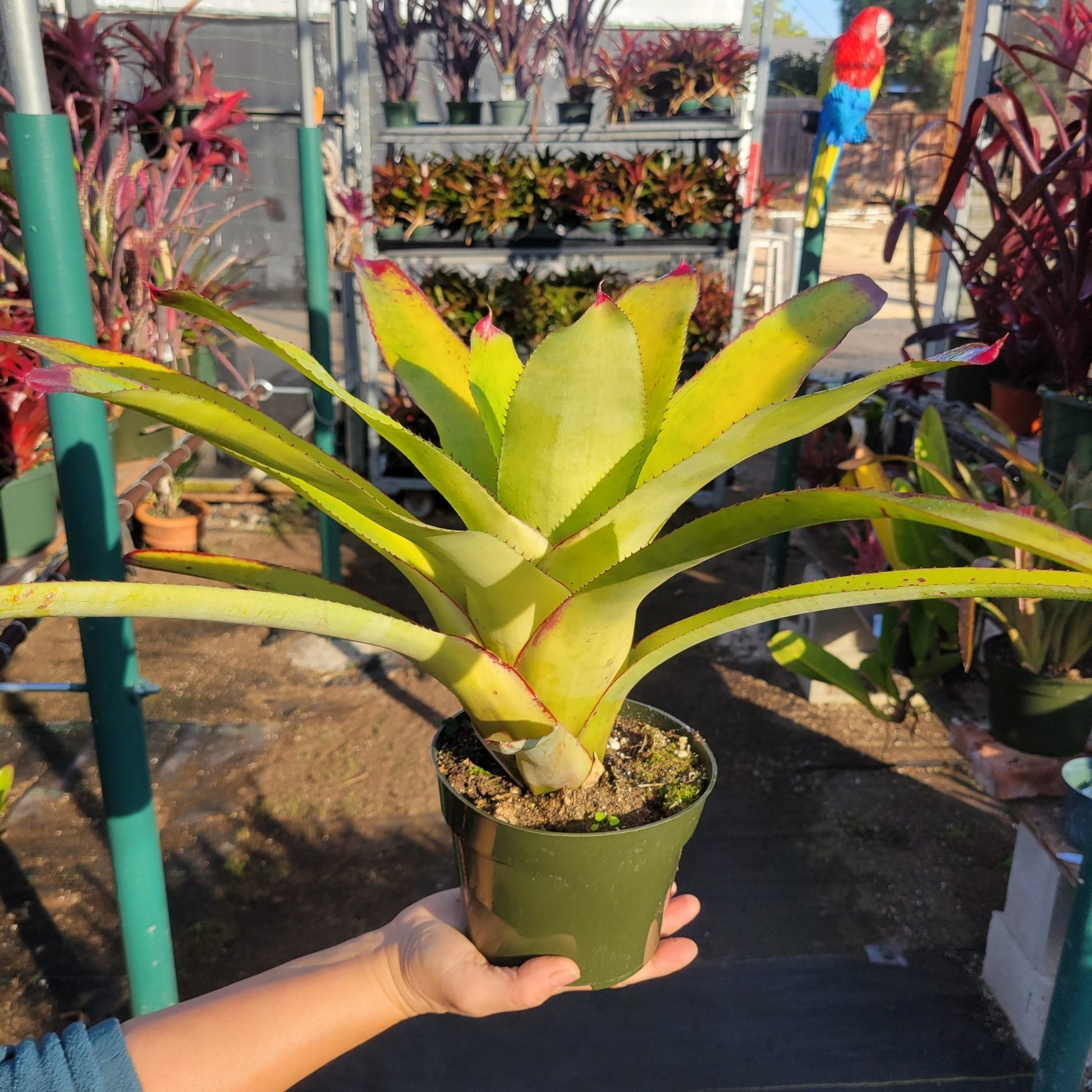 Neoregelia cruenta - Rainforest Flora