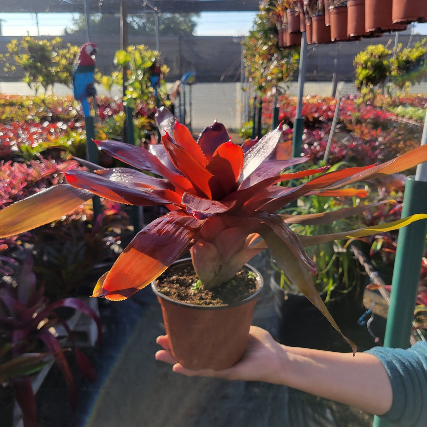 Neoregelia 'Decora' - Rainforest Flora