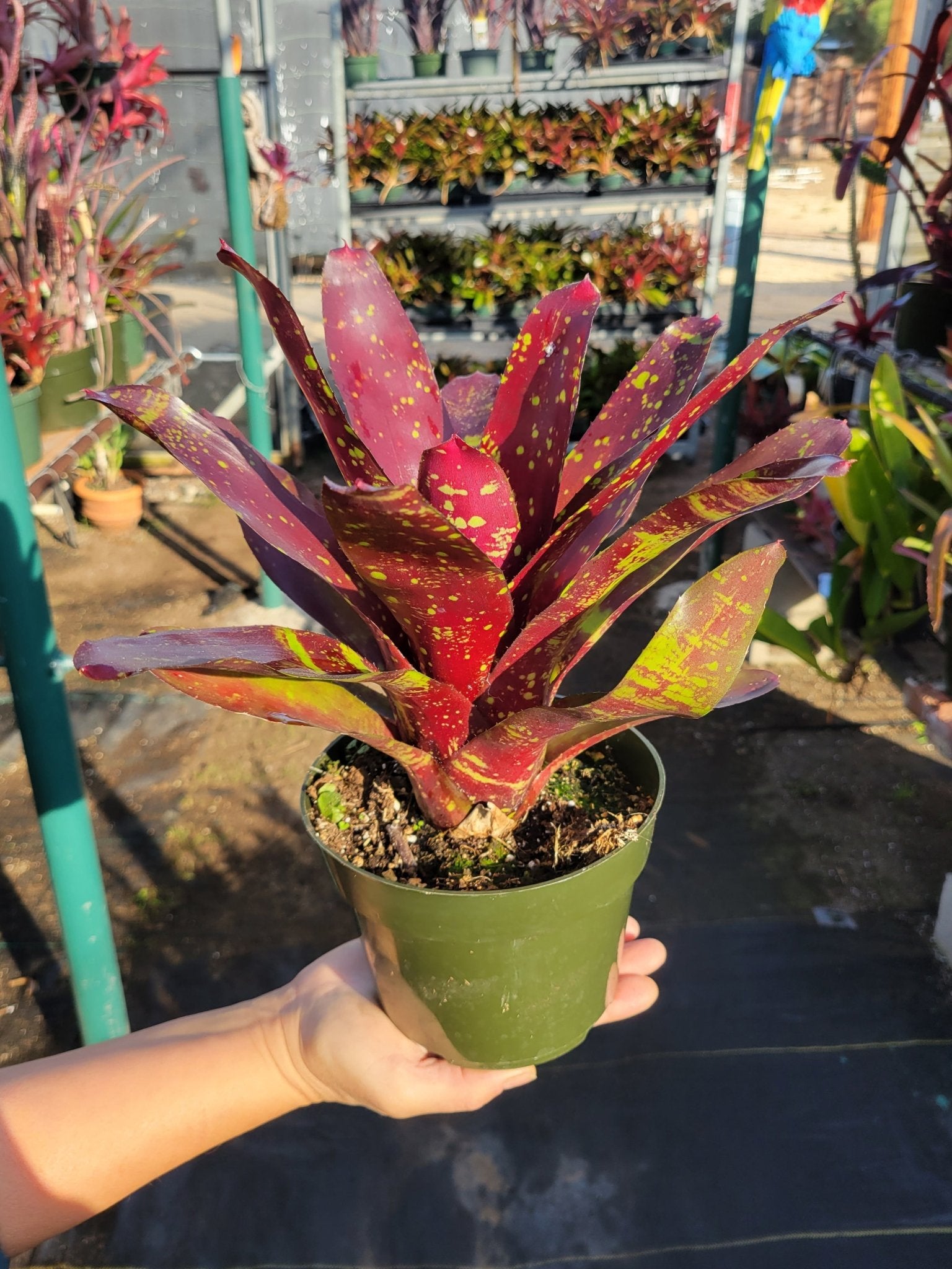 Neoregelia 'Dr. Oeser' - Rainforest Flora