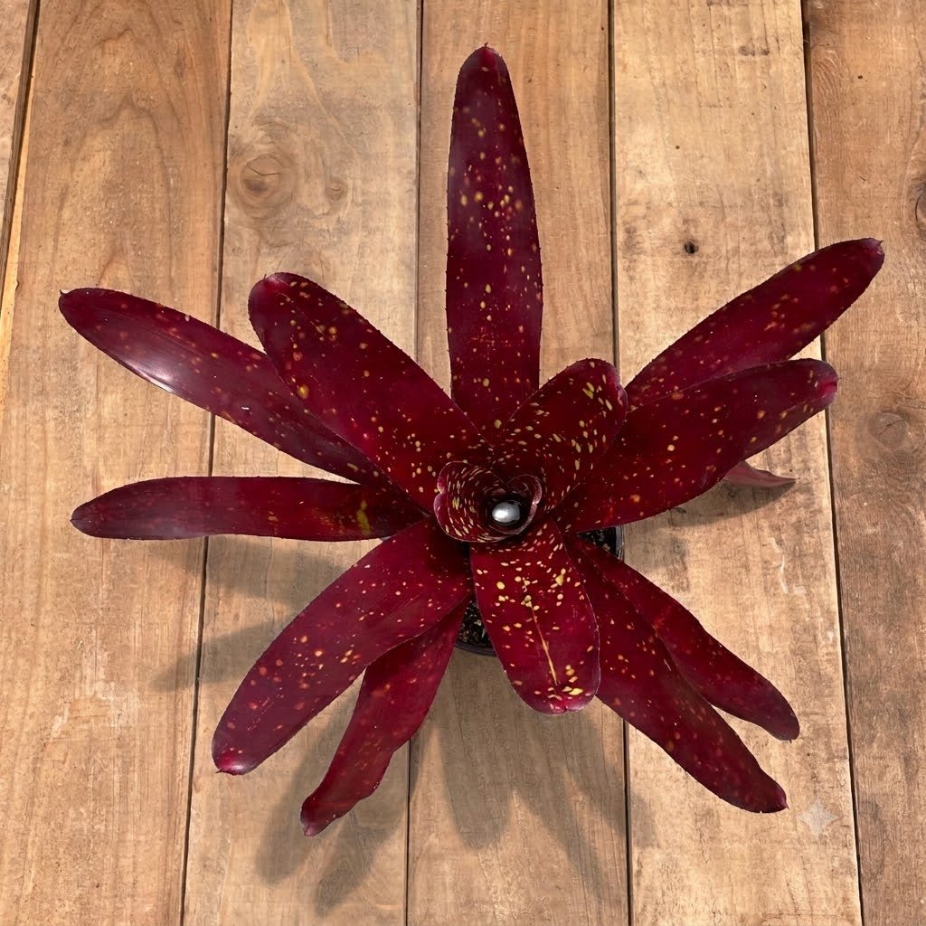 Neoregelia 'Dr. Oeser' - Rainforest Flora