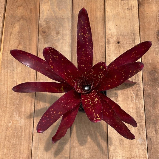 Neoregelia 'Dr. Oeser' - Rainforest Flora