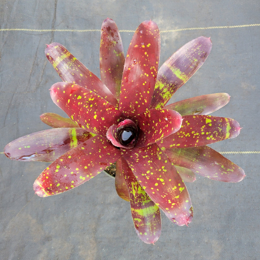 Neoregelia collection - Rainforest Flora